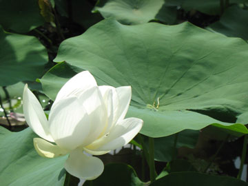 Lotus3